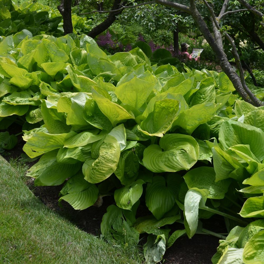 Árnyékliliom (Hosta 'Sum and Substance')