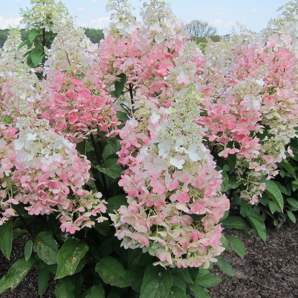 Bugás hortenzia (Hydrangea paniculata 'Candlelight')