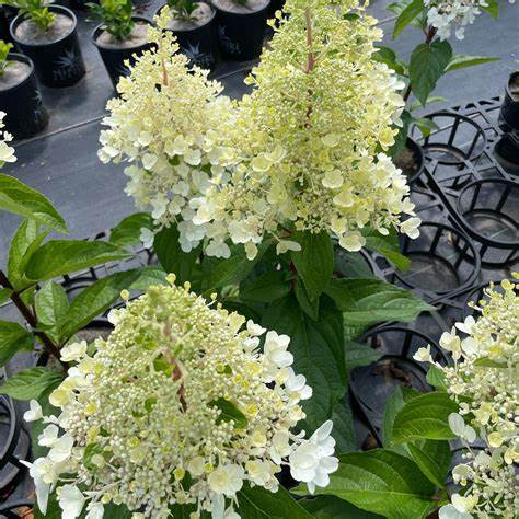 Bugás hortenzia (Hydrangea paniculata 'Candlelight')
