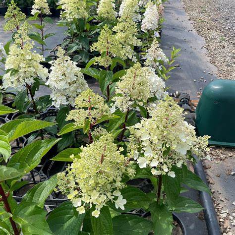 Bugás hortenzia (Hydrangea paniculata 'Candlelight')