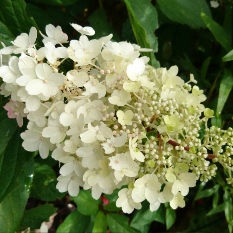 Bugás hortenzia (Hydrangea paniculata 'Candlelight')