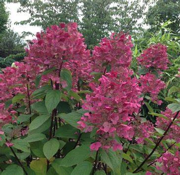 Bugás hortenzia (Hydrangea paniculata 'Wim's Red')