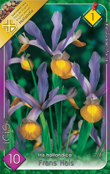 Holland írisz (Iris hollandica 'Frans Hals')