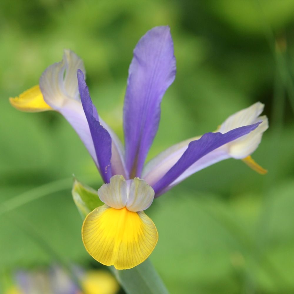 Holland írisz (Iris hollandica 'Frans Hals')