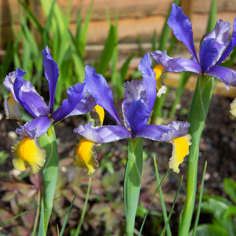 Holland írisz (Iris hollandica 'Frans Hals')