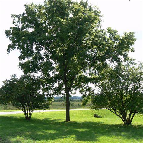 Fekete dió (Juglans nigra)