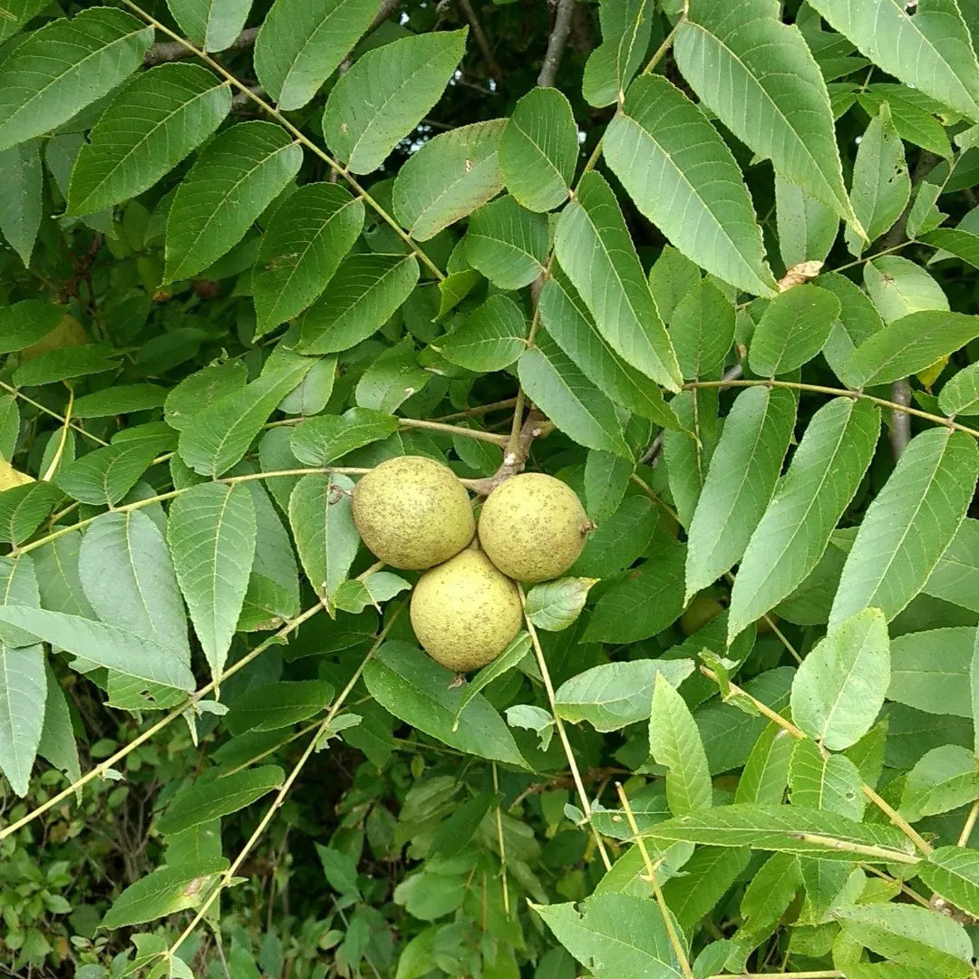Fekete dió (Juglans nigra)