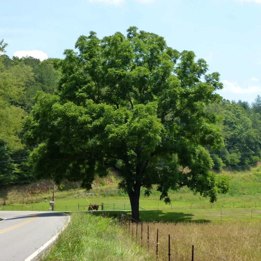 Fekete dió (Juglans nigra)