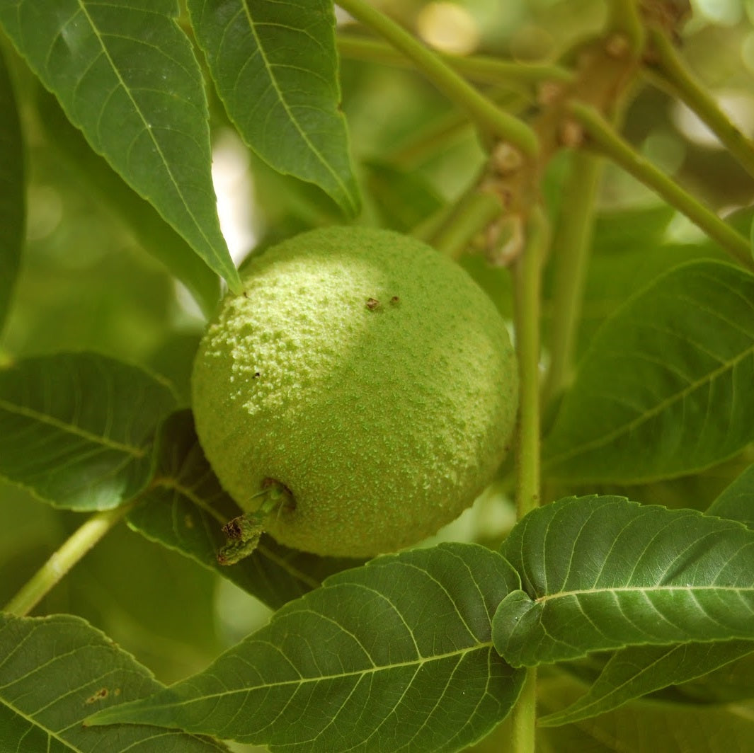 Fekete dió (Juglans nigra)