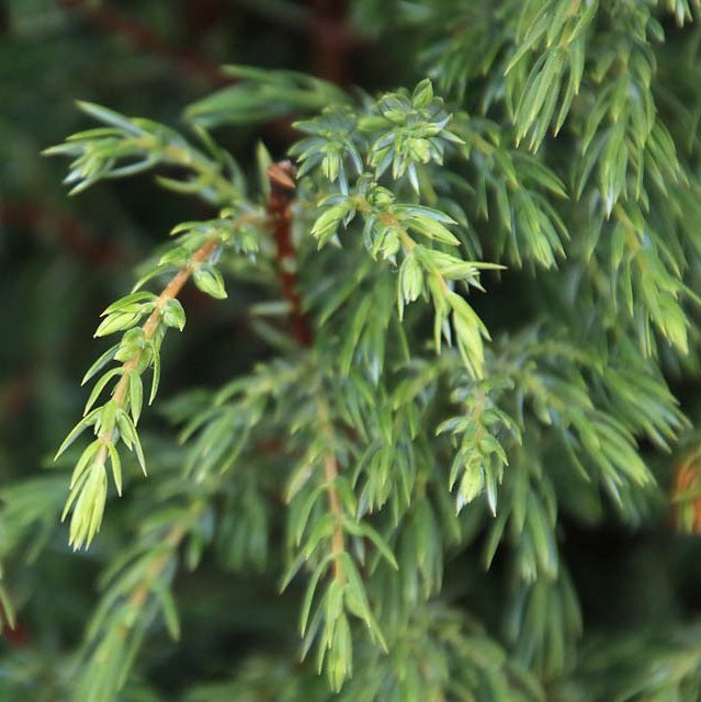 Ír boróka (Juniperus communis 'Hibernica')