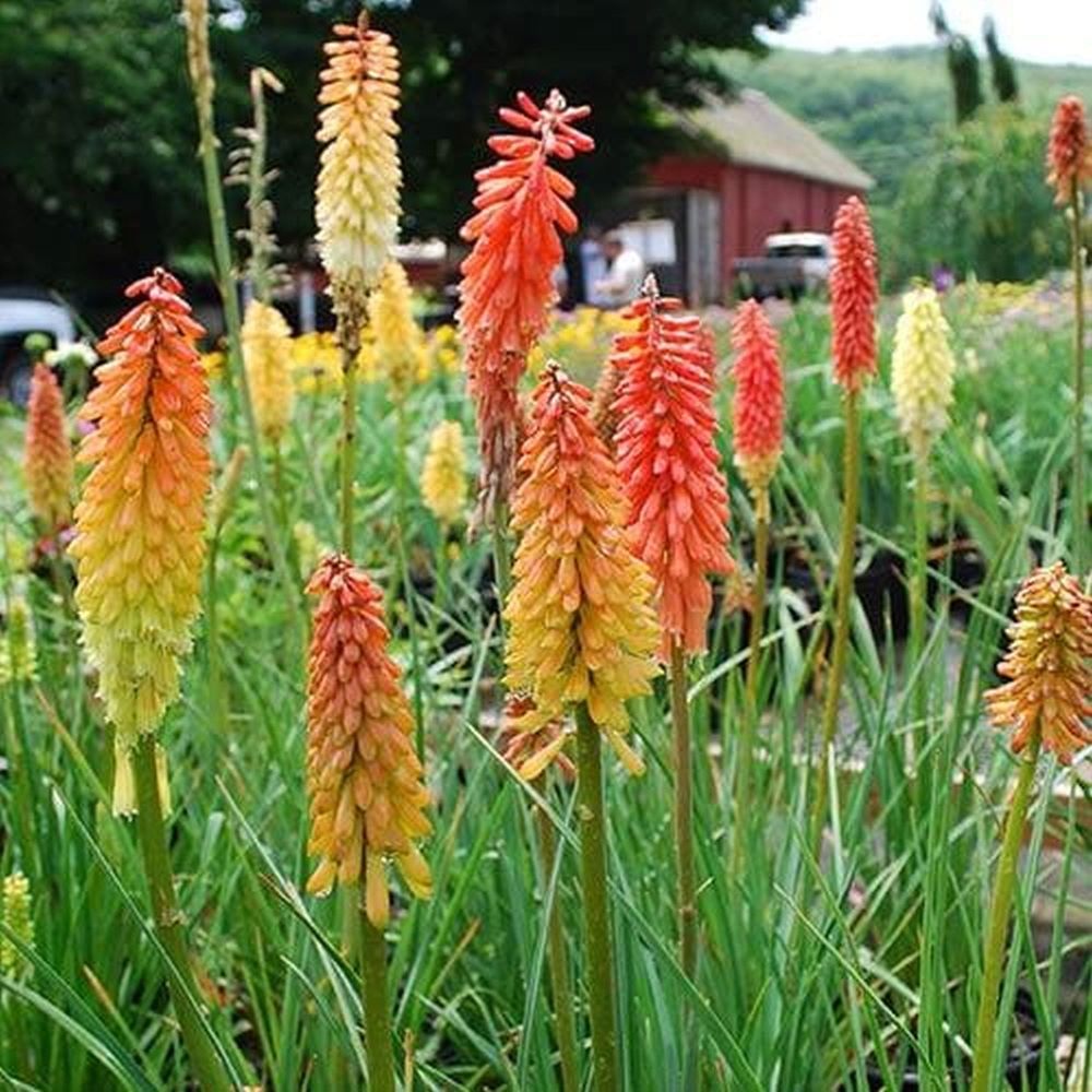 Fáklyaliliom (Kniphofia 'Flamenco')