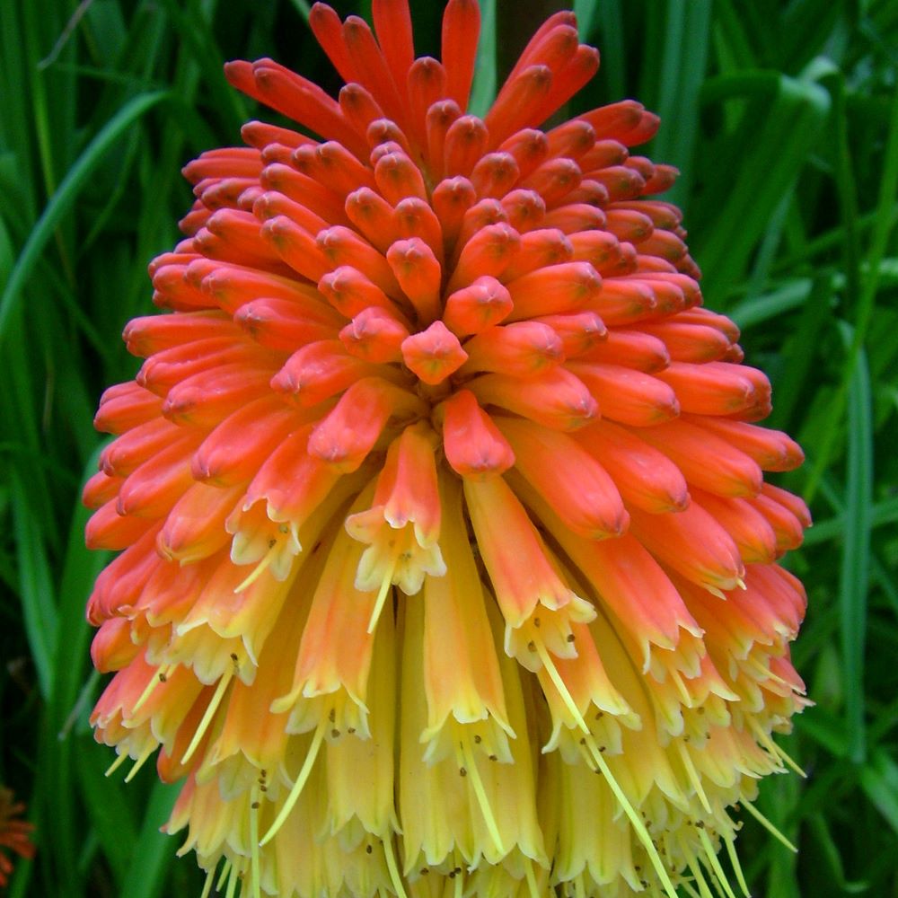 Fáklyaliliom (Kniphofia 'Flamenco')
