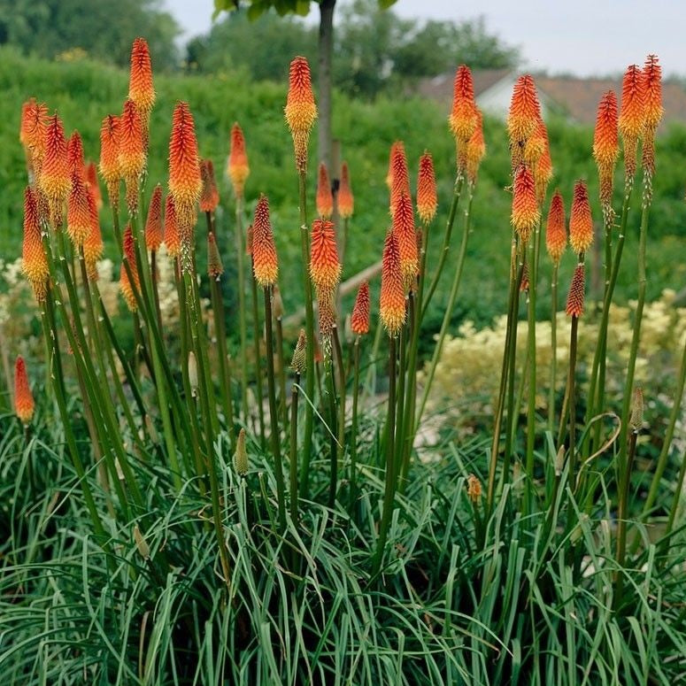Fáklyaliliom (Kniphofia 'Flamenco')