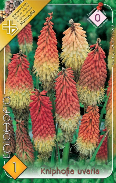 Fáklyaliliom (Kniphofia uvaria)