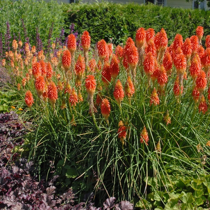 Fáklyaliliom (Kniphofia uvaria)