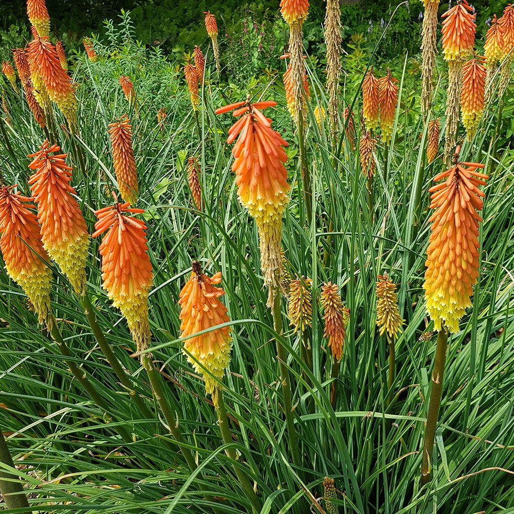 Fáklyaliliom (Kniphofia uvaria)