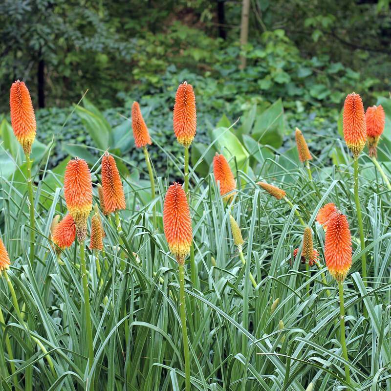 Fáklyaliliom (Kniphofia uvaria)