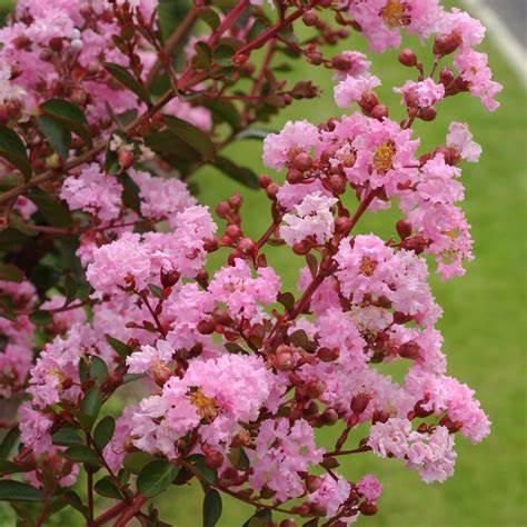 Kínai selyemmirtusz (Lagerstroemia indica 'Berlingot Menthe')