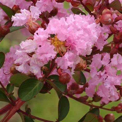 Kínai selyemmirtusz (Lagerstroemia indica 'Berlingot Menthe')