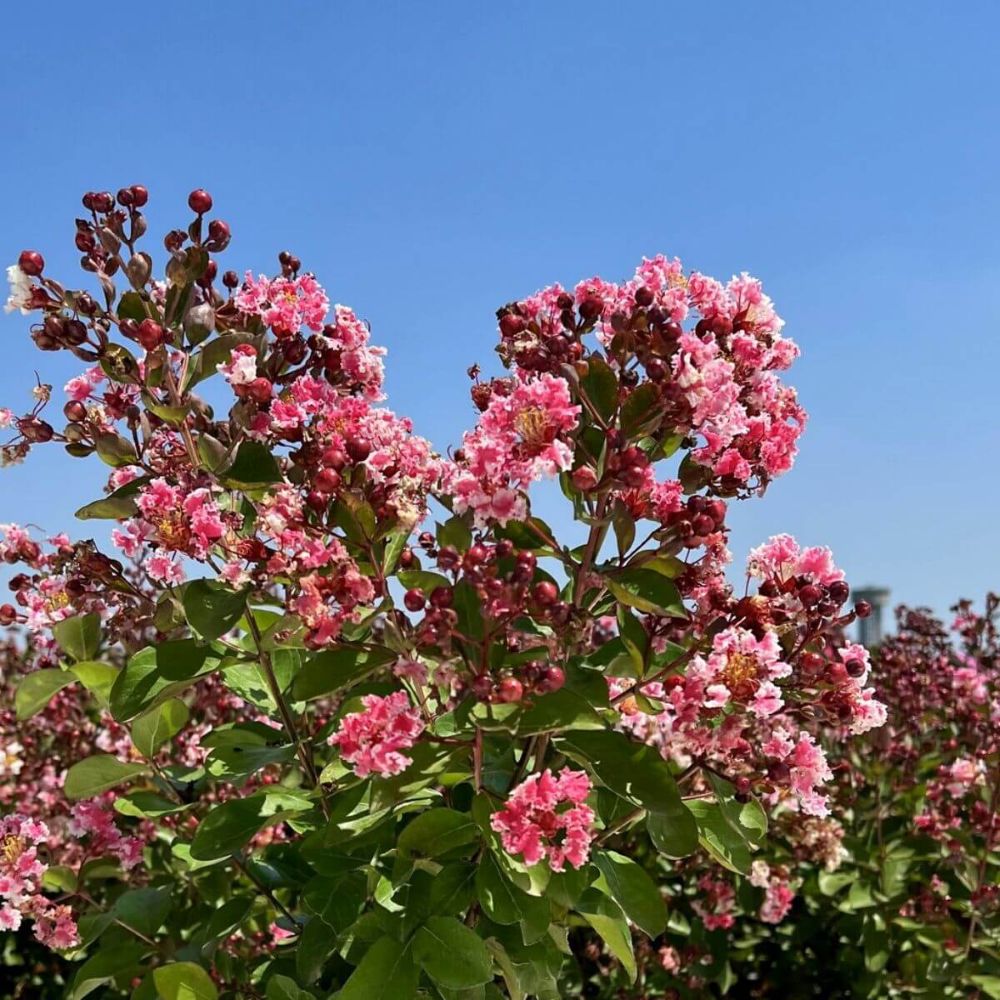 Kínai selyemmirtusz (Lagerstroemia indica 'Berlingot Menthe')