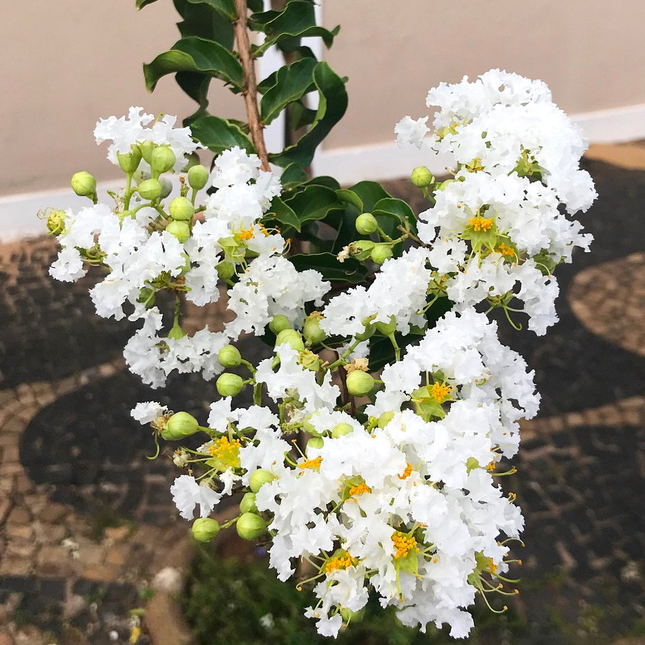 Kínai selyemmirtusz (Lagerstroemia indica 'Branca')