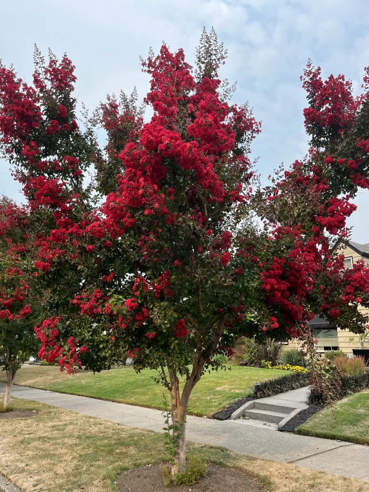Kínai selyemmirtusz (Lagerstroemia indica 'Dynamite')
