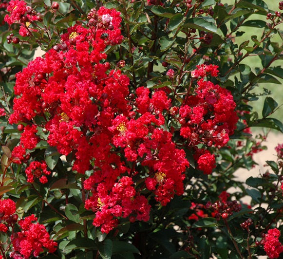 Kínai selyemmirtusz (Lagerstroemia indica 'Dynamite')