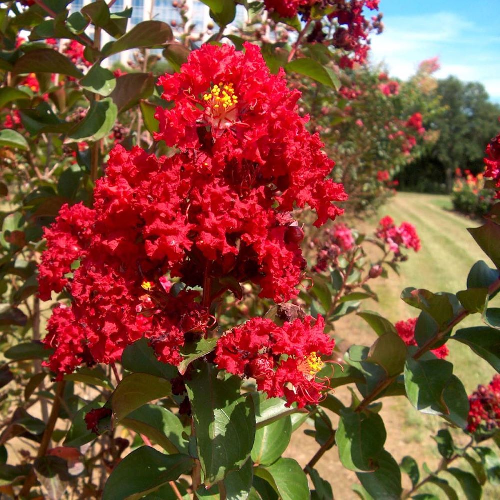 Kínai selyemmirtusz (Lagerstroemia indica 'Petite Red')