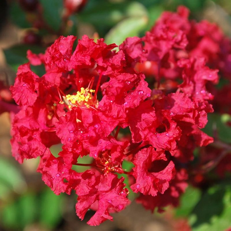 Kínai selyemmirtusz (Lagerstroemia indica 'Petite Red')