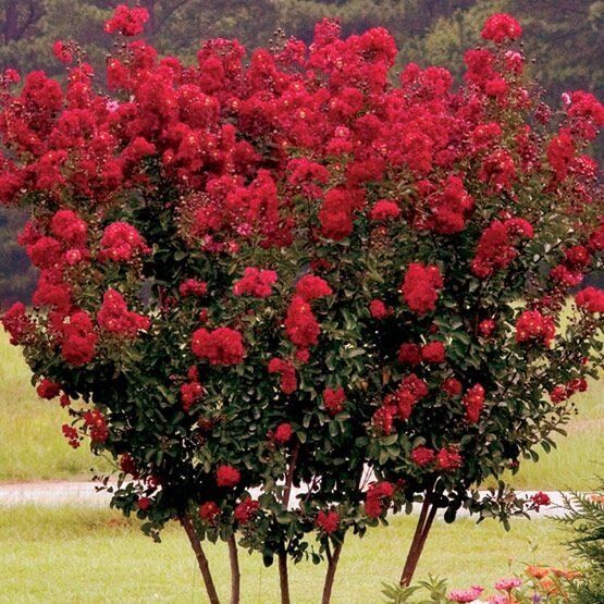 Kínai selyemmirtusz (Lagerstroemia indica 'Petite Red')