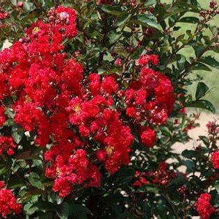 Kínai selyemmirtusz (Lagerstroemia indica 'Petite Red')