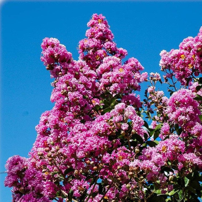 Kínai selyemmirtusz (Lagerstroemia indica 'Rosea')