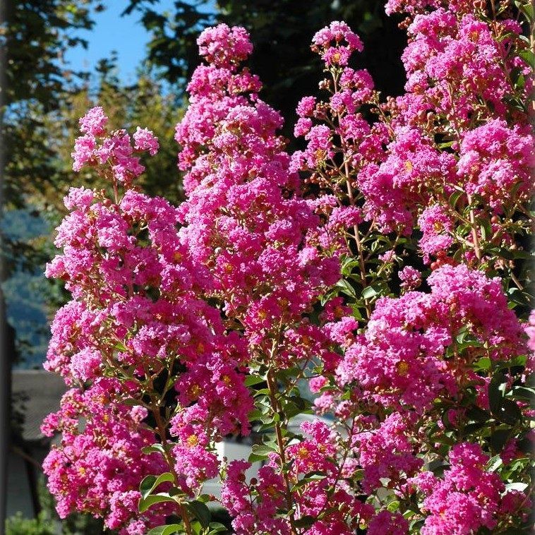 Kínai selyemmirtusz (Lagerstroemia indica 'Rosea')