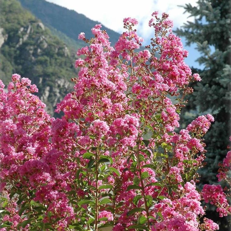Kínai selyemmirtusz (Lagerstroemia indica 'Rosea')