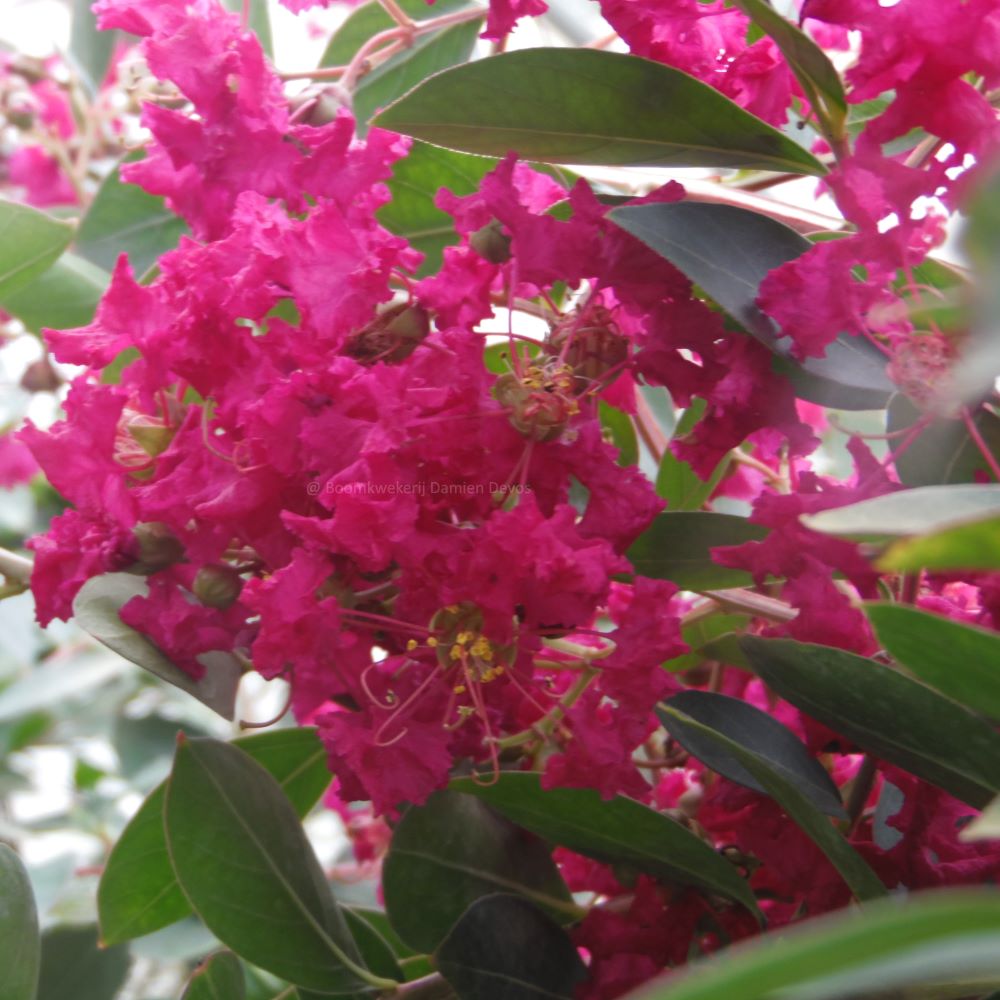 Kínai selyemmirtusz (Lagerstroemia indica 'Turenne')
