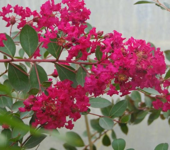 Kínai selyemmirtusz (Lagerstroemia indica 'Turenne')