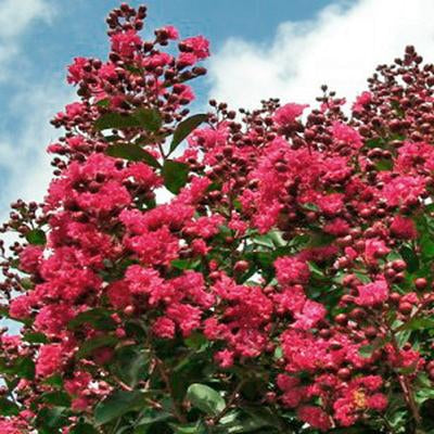 Kínai selyemmirtusz (Lagerstroemia indica 'Turenne')