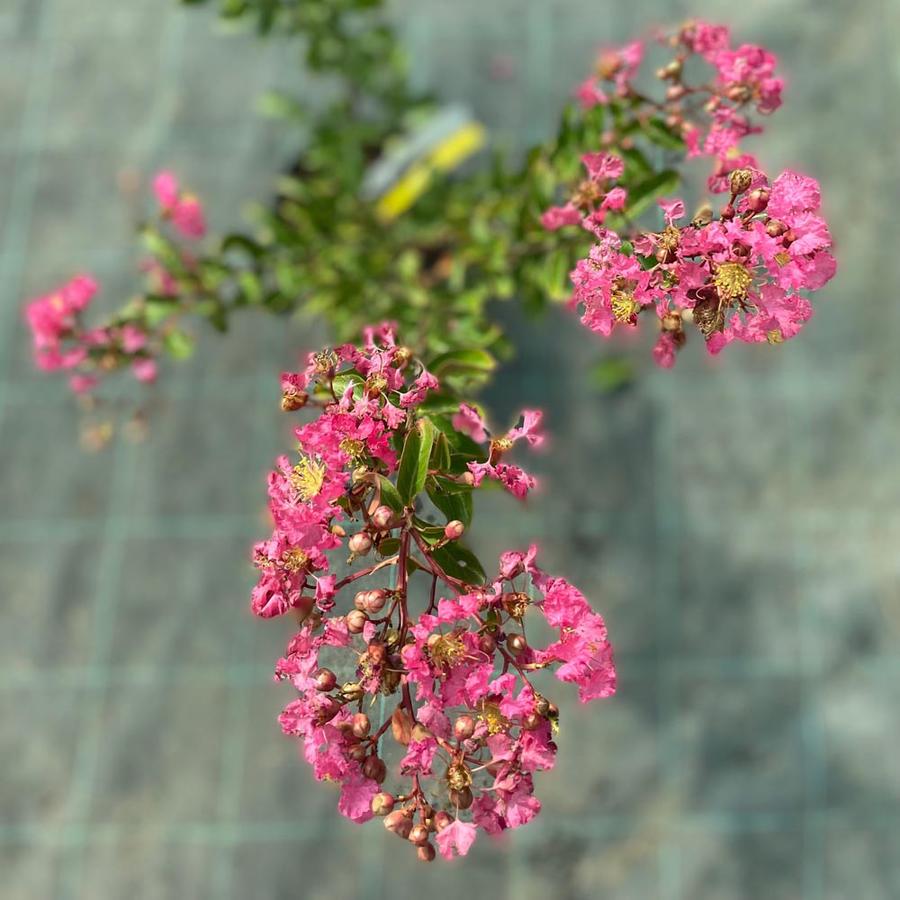 Kínai selyemmirtusz (Lagerstroemia 'Tourne')