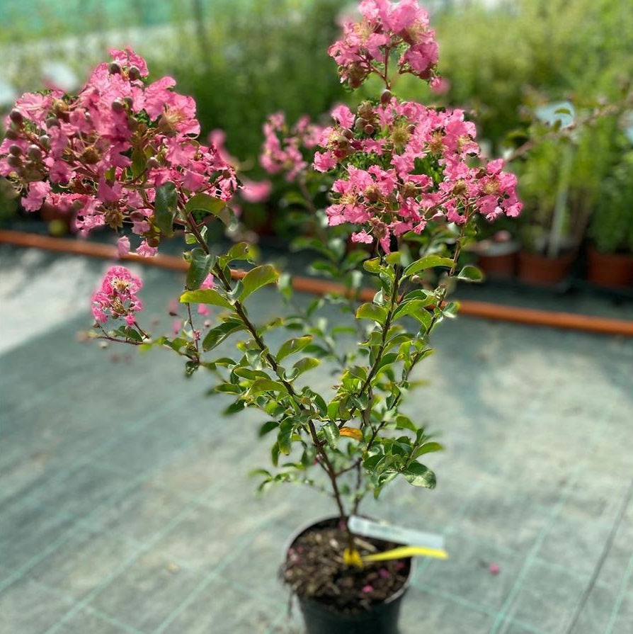 Kínai selyemmirtusz (Lagerstroemia 'Tourne')