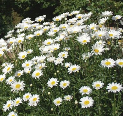 Kerti margaréta (Leucanthemum/Chrysanthemum x superbum 'Becky')