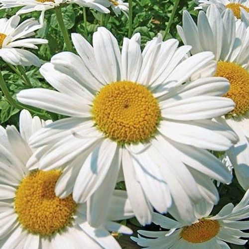 Kerti margaréta (Leucanthemum/Chrysanthemum x superbum 'Becky')