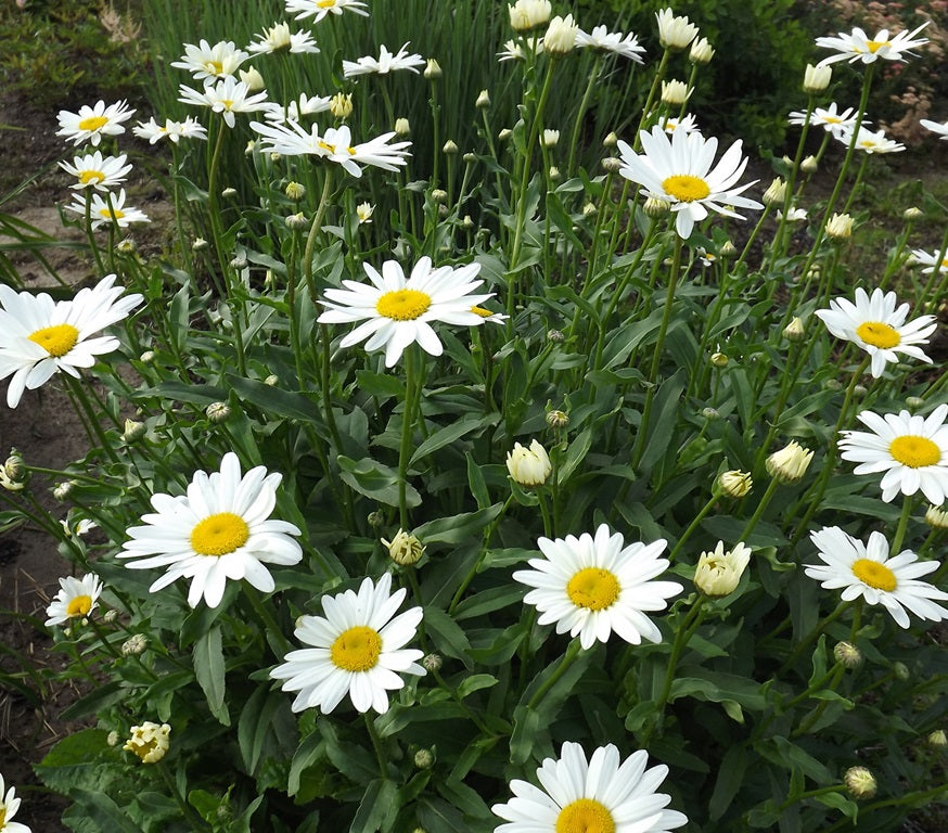 Kerti margaréta (Leucanthemum/Chrysanthemum x superbum 'Becky')
