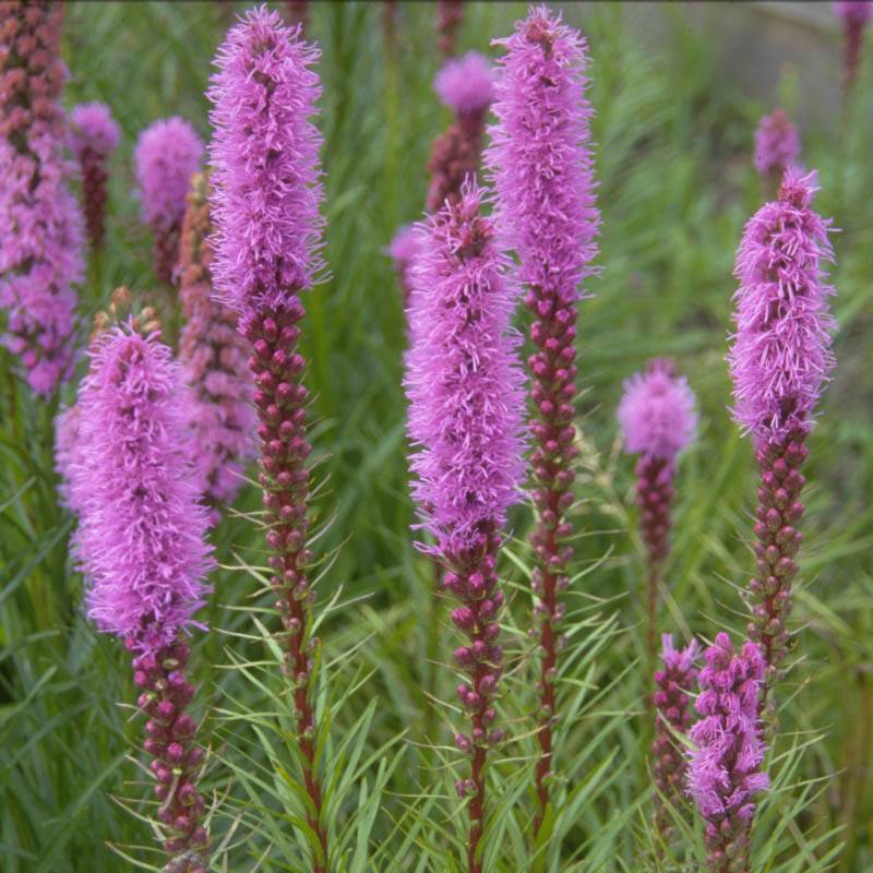 Füzéres díszcsorba (Liatris spicata 'Floristan Violett')