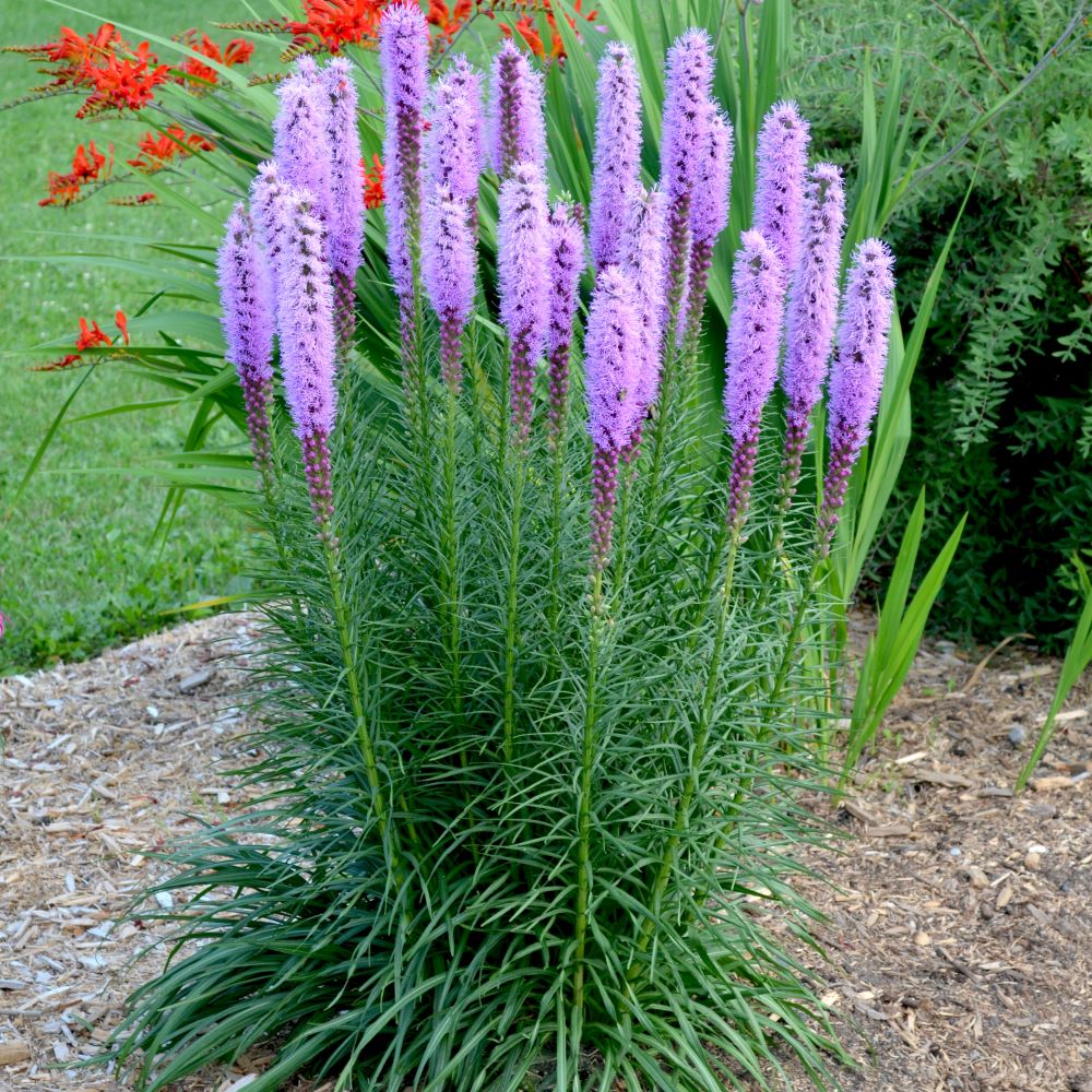Füzéres díszcsorba (Liatris spicata 'Floristan Violett')
