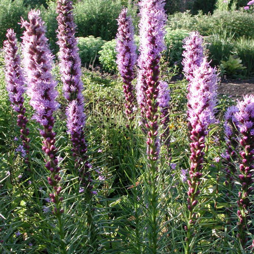 Füzéres díszcsorba (Liatris spicata 'Floristan Violett')