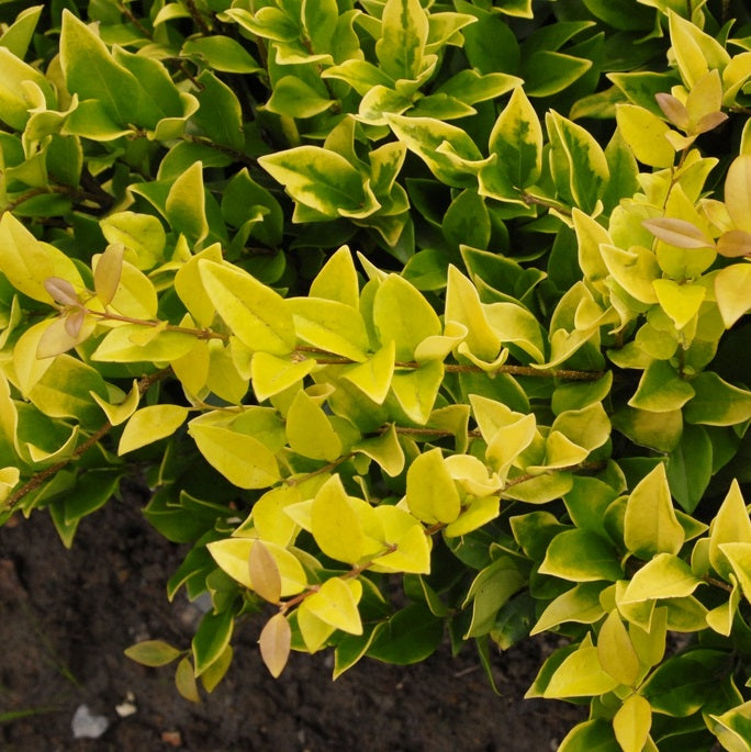 Fagyal (Ligustrum x vicaryi)