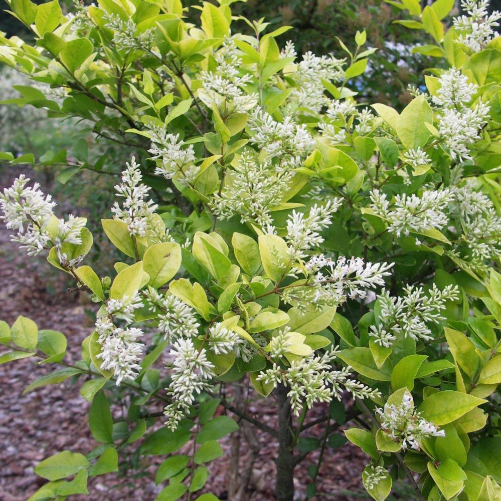 Fagyal (Ligustrum x vicaryi)
