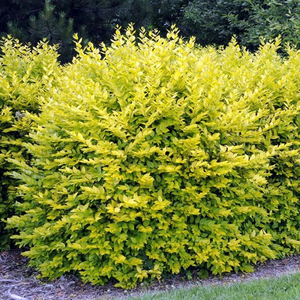 Fagyal (Ligustrum x vicaryi)