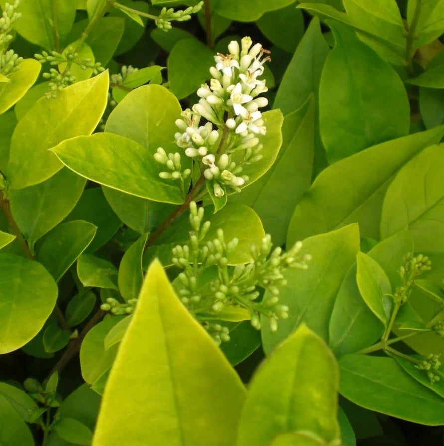 Fagyal (Ligustrum x vicaryi)