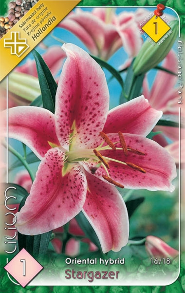 Liliom (Lilium oriental 'Star Gazer')